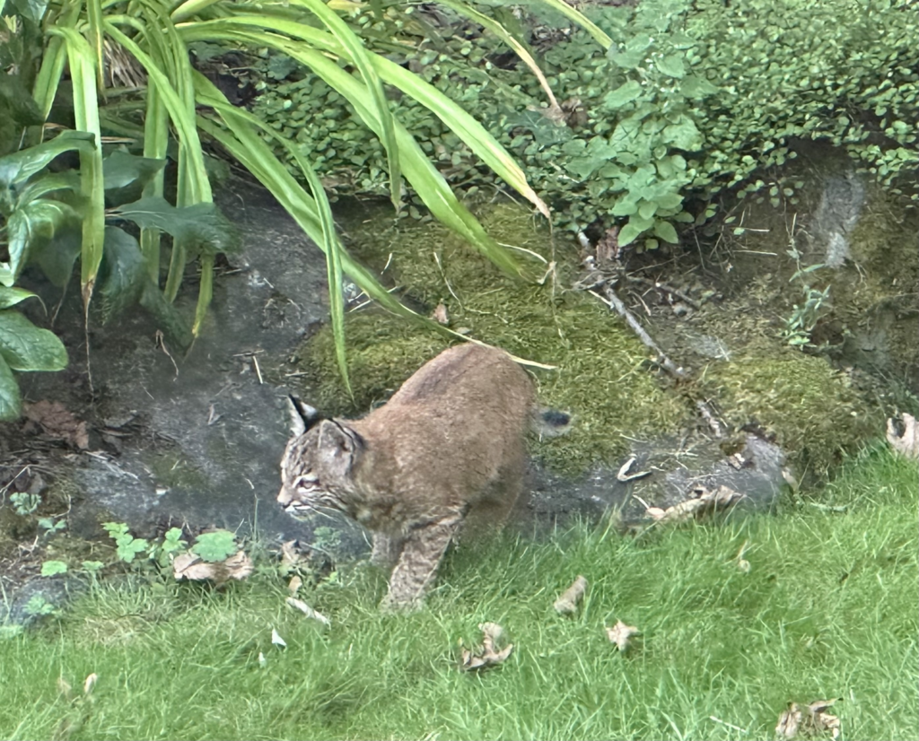 One of Mama Bobcat's two kittens, climbing down at the bottom of a small planted rockery, stepping into grass - and sneaking up to pounce their sibling, just off camera to the left.