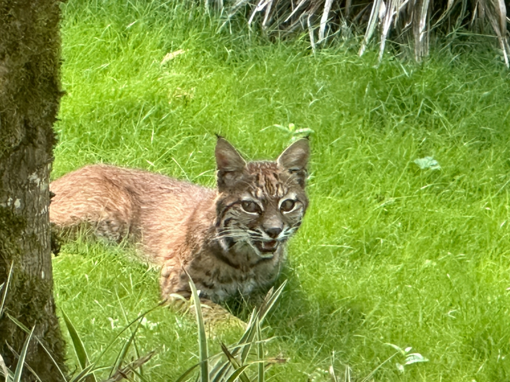 mama bobcat lying down in a grassy lawn partially behind a tree, with ornamental plantings just visible in the upper right hand corner behind. She's looking to the left of the viewer, around the trunk of the tree.