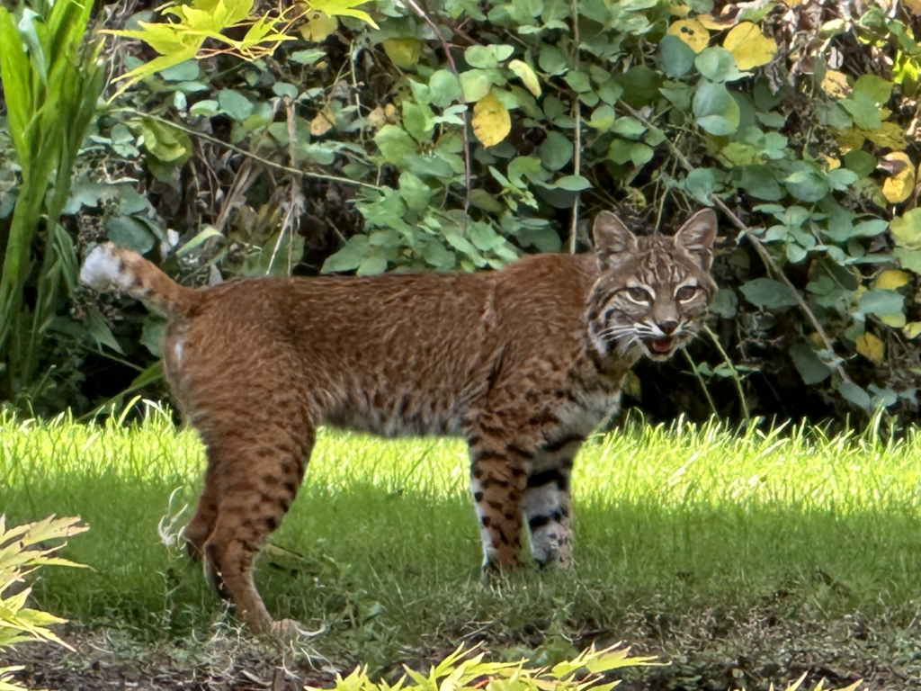 Mama bobcat standing, keeping an eye on her kittens, under a low tree on a grassy lawn in front of a blackberry bramble.